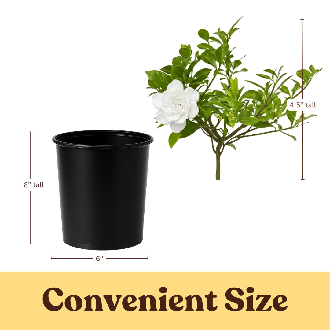 White Fragrant Gardenia Live Shrub 1-Gallon E95281