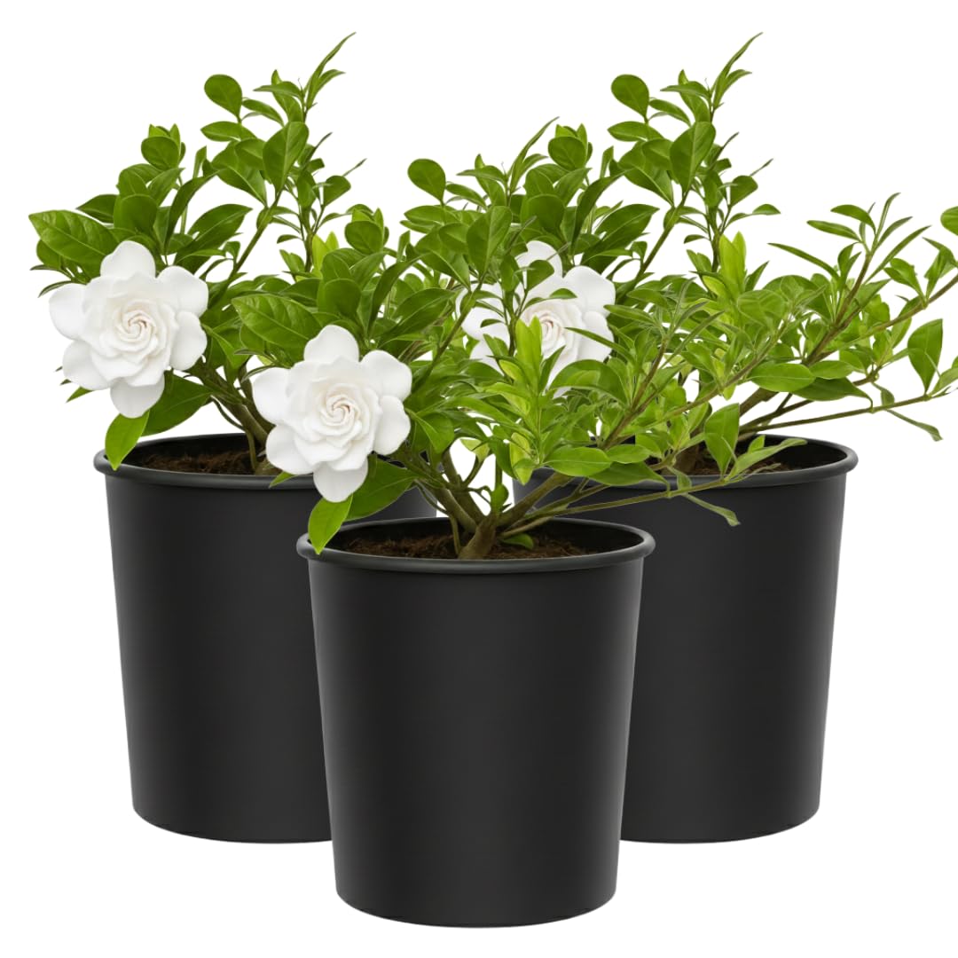 White Fragrant Gardenia Live Shrub 1-Gallon E95281