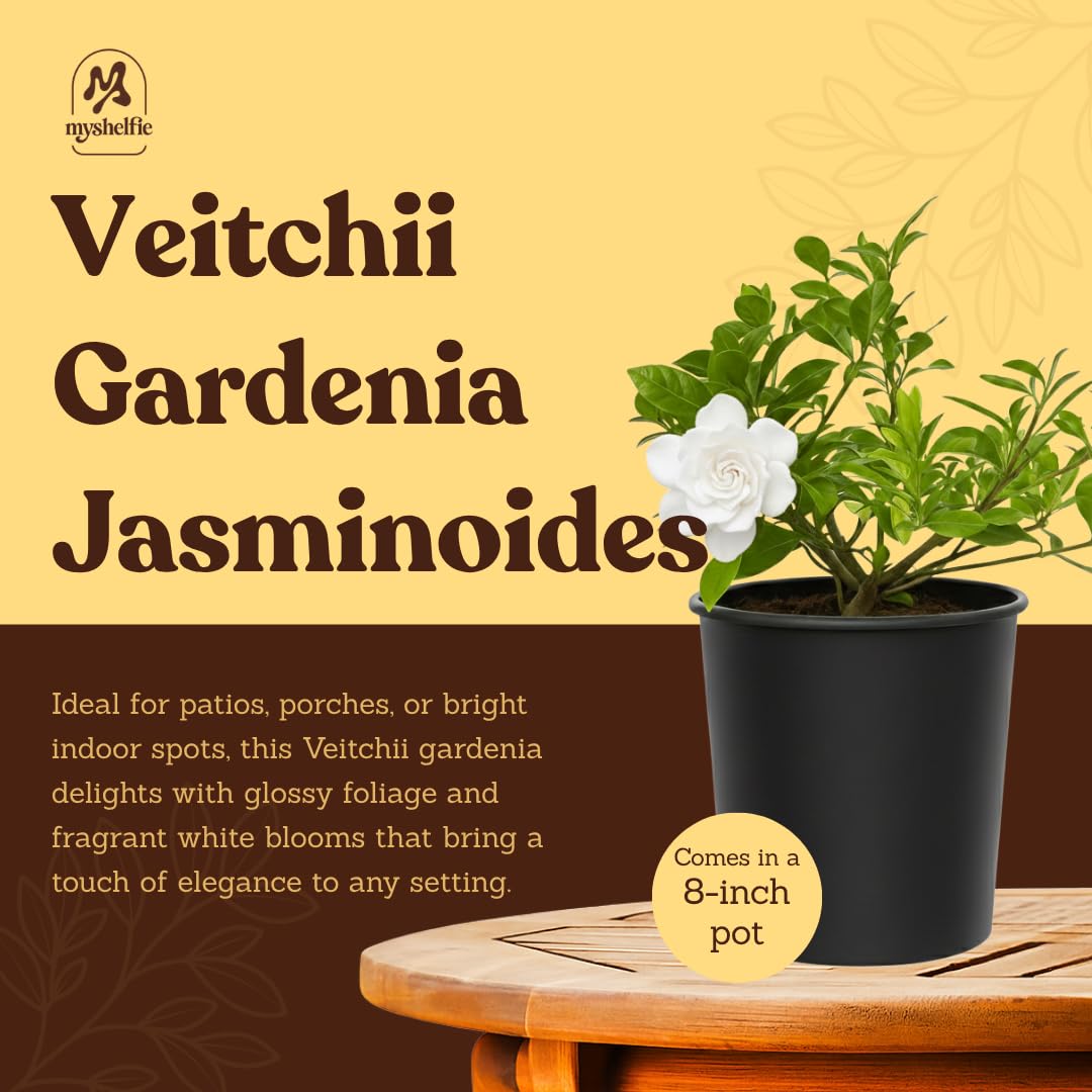 White Fragrant Gardenia Live Shrub 1-Gallon E95281