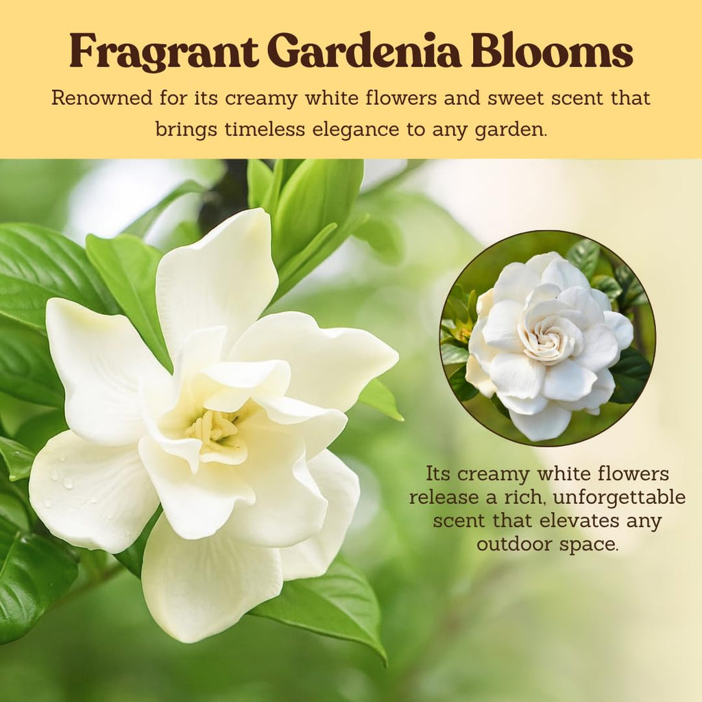 White Fragrant Gardenia Live Shrub 1-Gallon E95281