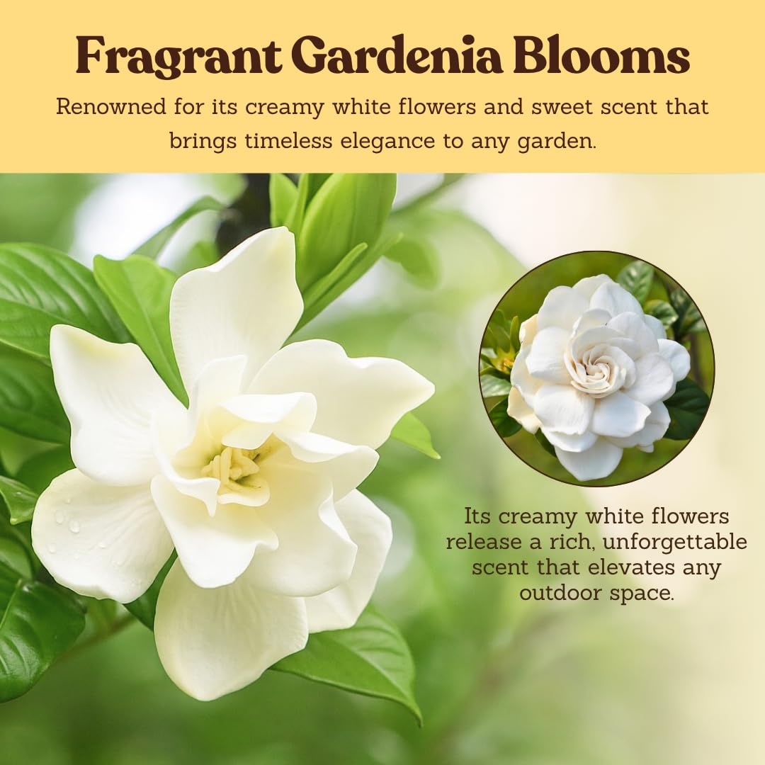 White Fragrant Gardenia Live Shrub 1-Gallon E95281