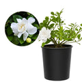 White Fragrant Gardenia Live Shrub 1-Gallon E95281