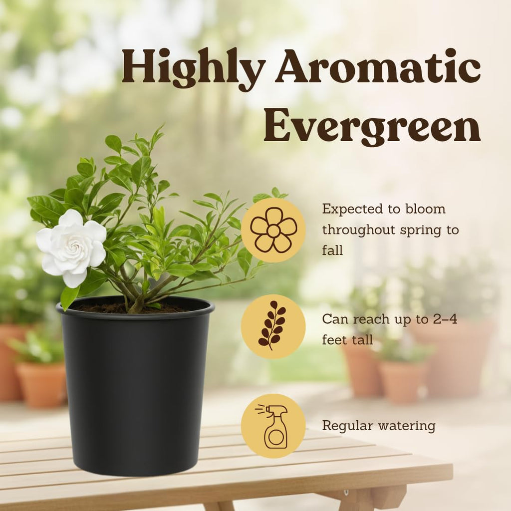 White Fragrant Gardenia Live Shrub 1-Gallon E95281