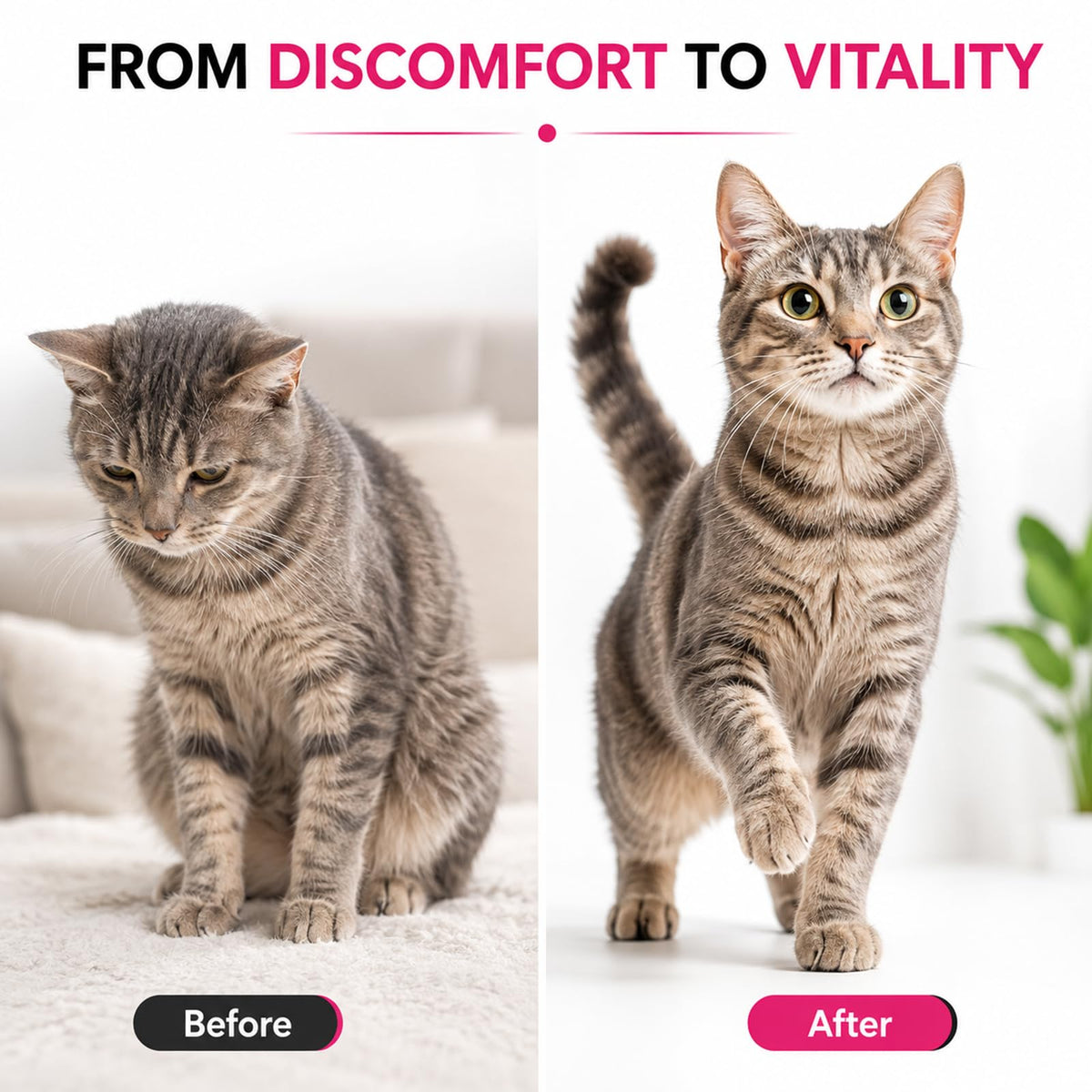 Liquid Dewormer for Cats 100 mg/mL Oral Suspension H844
