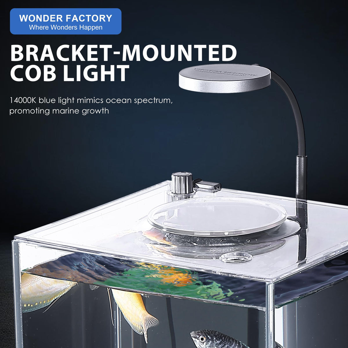 3 Gallon Fish Tank Aquarium B7414